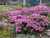 3000+ Mix Creeping Thyme Seeds for Planting Ground Cover Plant 6 Perennial Thyme Heirloom Blue, Purple, Red, Yellow White Thymus Serpyllum Seed