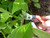 Okatsune 101 7-inch Bypass Pruners, Small (One Pack)