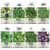 Seed Needs, Culinary Basil Herb Seed Packet Collection (8 Individual Basil Seed Varieties for Planting) Non-GMO & Untreated