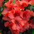 Encore Azalea 1 Gal. Autumn Embers Azalea Shrub