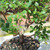 Brussel's Bonsai Live Jaboticaba Bonsai Tree - Large, 6 Year, 10 to 14 Inches - Indoor Live Bonsai Tree with Ceramic Bonsai Pot