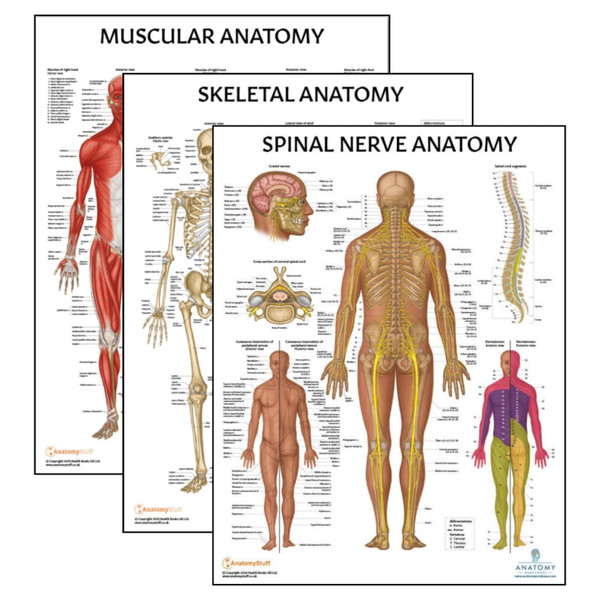 Anatomy Lab Muscular, Skeletal, and Spinal Nerves Human Anatomy Poster Set - 3 PACK LAMINATED 17.3 x 22.5 Inches, Skeletal System, Anatomy and Physiology Anatomy Lab Muscular, Skeletal, and Spinal Nerves Human Anatomy Poster Set - 3 PACK LAMINATED 17.3 x 22.5 Inches, Skeletal System, Anatomy and Physiology