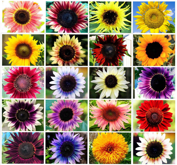 100 Pcs Heirloom Sunflower Seed Mix Color of Pink Purple Red Yellow – Mix of Giant Dwarf Varieties Bonsai - Plant for Office Home Garden Yard Decor