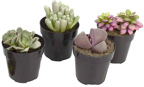 Altman Plants, Mimicry Succulents Plants Live Mini Succulents (4 Pack), Lithops Live Plants Outdoor or Live Indoor Plants, Living Stones Succulent Plants Live Houseplants, Succulent Plant House Plants