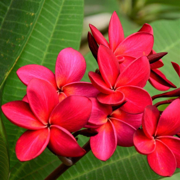 Hawaiian Plumeria Frangipani Plant Cuttings Red 8"-12" Long Discount Hawaiian Gifts Hawaiian Plumeria Frangipani Plant Cuttings Red 8"-12" Long Discount Hawaiian Gifts