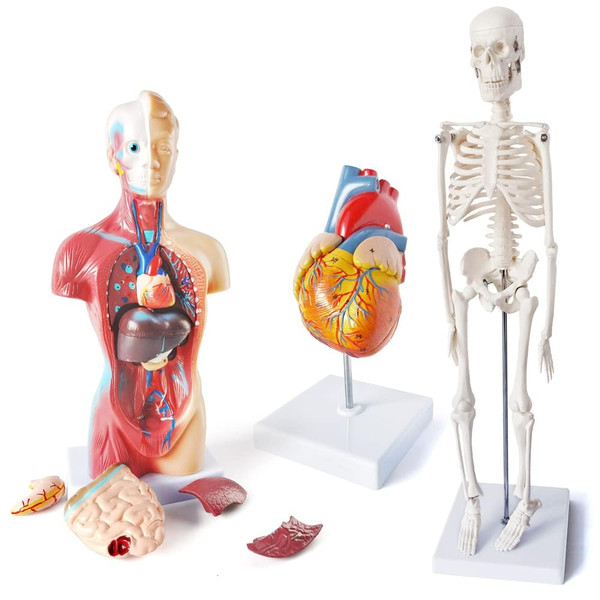 Merinden Medical Anatomy Model Set, Human Torso Heart and Skeleton Model Set of 3, Detachable Body Visceral Organs, Movable Arms and Legs Medical Anatomical Models with Manual