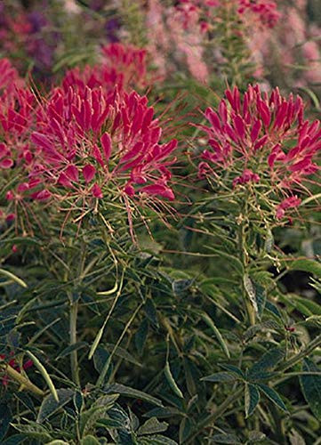 Cleome Queen Series Cherry Annual Seeds