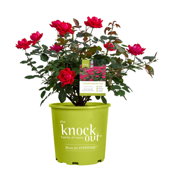 Knockout ' Double Rose, 1 Gallon, Cherry Red Knockout ' Double Rose, 1 Gallon, Cherry Red