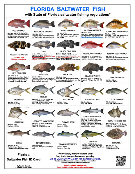 Florida Saltwater Fish Identification Cards - Waterproof Guide Set of 3 - 60 Common Fish +17 Sharks. FWC Regulations - Laminated Fishing Reference for Boats, Pier, Beach, Inshore-Offshore Fishing