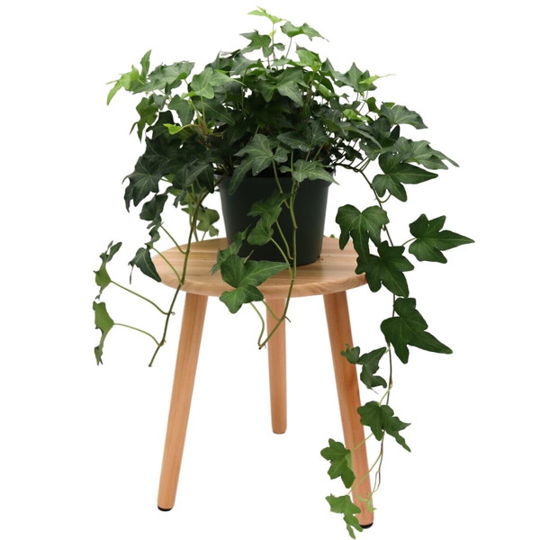 American Plant Exchange English Ivy 'Needlepoint' – 6-Inch Pot, Live Trailing Vine, Low-Maintenance Air-Purifying Houseplant for Hanging Baskets, Shelves & Indoor Home or Office Décor
