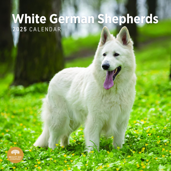 2025 White German Shepherds Monthly Wall Calendar by Bright Day, 12 x 12 Inch Cute Dog Breed Gift