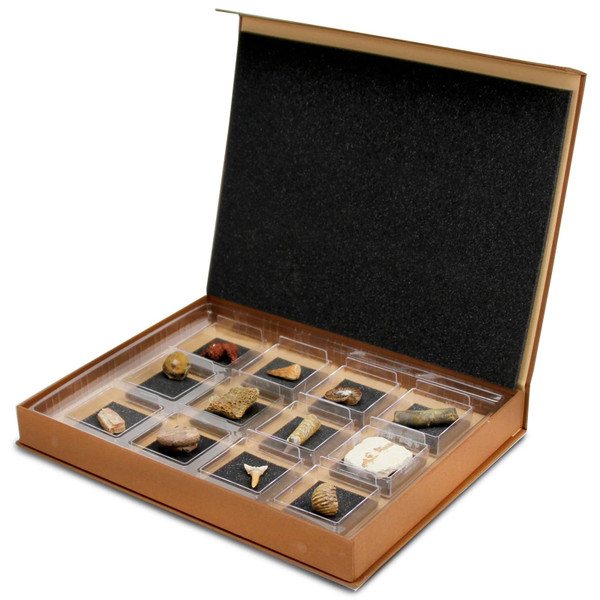 Geoworld Nature Collection – Real Fossil Collection in Display Box for STEM Learning – Educational Geology Set for Kids, Classrooms, and Collectors (Set 2)