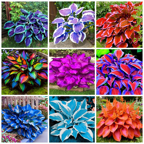 200+ Hosta Seeds Perennial Hosta Seeds for Planting Outdoor Garden Attract Pollinators Perennial Bonsai Decoration