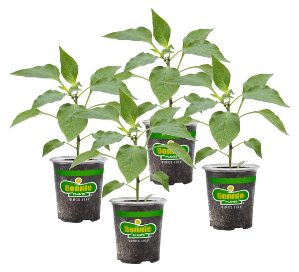 Bonnie PLANTS Red Ghost Pepper 19.3 oz. 4-Pack Bonnie PLANTS Red Ghost Pepper 19.3 oz. 4-Pack