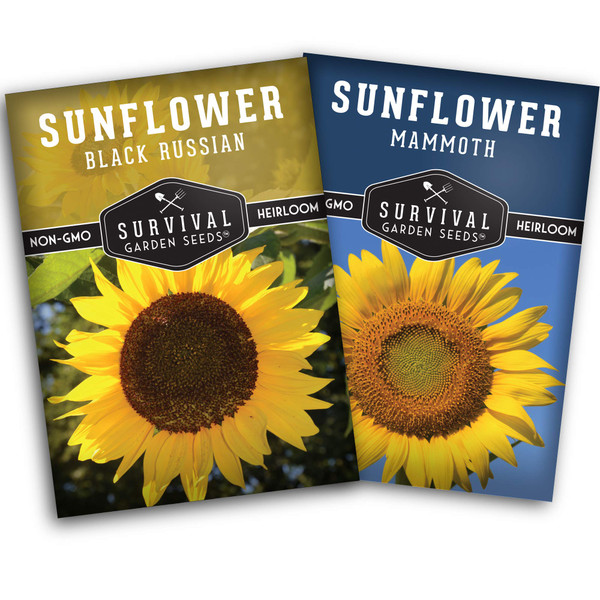Edible Sunflower Seeds Collection for Planting | 2 Giant Flower Varieties – Mammoth & Black Russian – Heirloom Non-GMO – Survival Garden Seeds