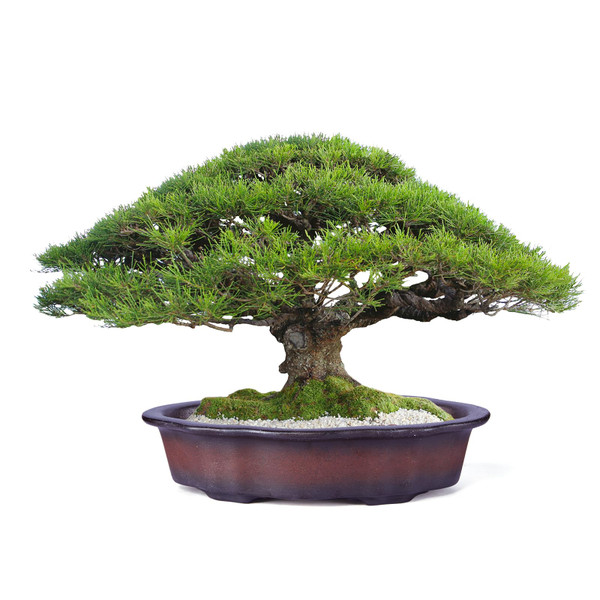 BEAUNSAI Authentic 8.5-Inch Bonsai Pot with 2 Drainage and 4 Wiring Holes Traditional Unglazed Brown Red Clay Planter for Bonsai Trees and Succulent Plants. Plant NOT Included.