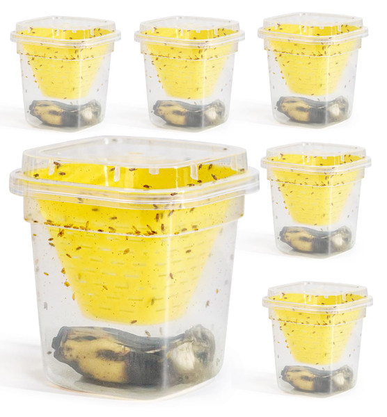 Pestoptek 6 Pack Reusable Fruit Fly Trap, Non-Toxic Fruit Fly Catcher, Safe for Kids and Pets Fruit Fly Control, Trap for Alive Fruit Flies, Easy to Use for Kitchen, Home