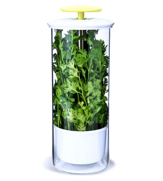 NOVART XXL Herb Keeper and Herb Saver – Glass Storage Container for Cilantro, Mint, Parsley, Asparagus, Keeps Greens Fresh for 2-3 Weeks
