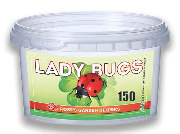 150 Live Ladybugs - Hippodamia Convergens - Plastic Container for Moth - Guaranteed Live Delivery
