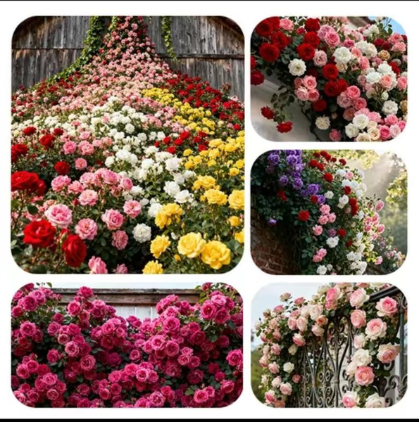 200Pcs Climbing Rose Seeds for Outdoor Planting Vibrant Ornamental Flowers for F