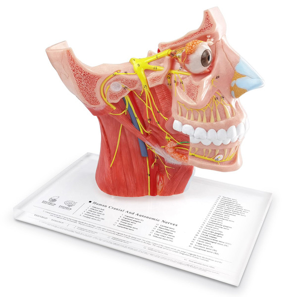 EVOTECH SCIENTIFIC Human Cranial and Autonomic Nerves Anatomical Model, Life Size Cranial Anatomical Model with Stand Manual for Medical Teaching Learning Education Display Tool