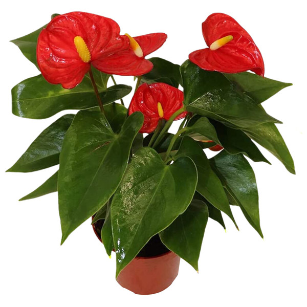 California Tropicals Anthurium Red - Live House Plants Indoor, 4 Inch Pot for Easy Care, Perfect for Office, Home & Flamingo Decor, Real Plant, Plant Gift, Flowering Plants, Sympathy Flowers California Tropicals Anthurium Red - Live House Plants Indoor, 4 Inch Pot for Easy Care, Perfect for Office, Home & Flamingo Decor, Real Plant, Plant Gift, Flowering Plants, Sympathy Flowers