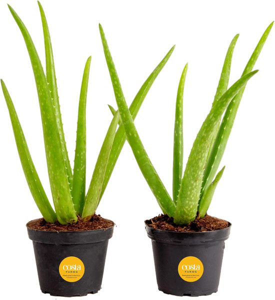 Costa Farms Aloe Vera Live Plants in Plastic Pots, Easy to Maintain, Air Purifying Indoor Succulent Houseplants, Home or Room Decor, House Warming or Birthday Gift, 12-18 Inches Tall, Pack of 2