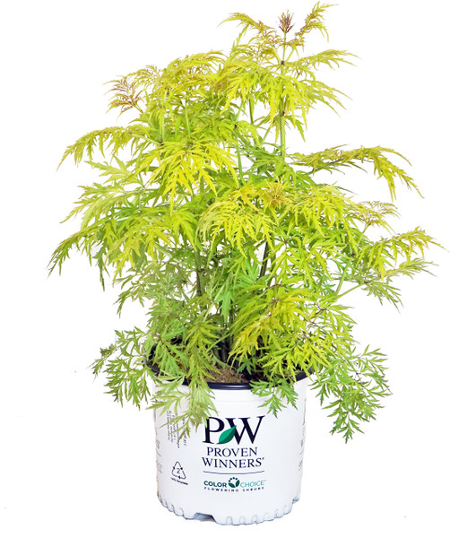 Proven Winners - Sambucus racemosa Lemony Lace (Elderberry) Shrub, , #3 - Size Container