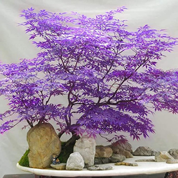 30+Ghost Purple MapleTree to Plant Outdoor-Rare Acer Palmatum Tree Hardy Non-GMO Heirloom Plant Decor Garden Home 30+Ghost Purple MapleTree to Plant Outdoor-Rare Acer Palmatum Tree Hardy Non-GMO Heirloom Plant Decor Garden Home