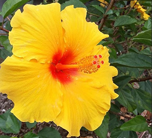 HAWAIIAN YELLOW HIBISCUS PLANT CUTTING ~ GROW HAWAII