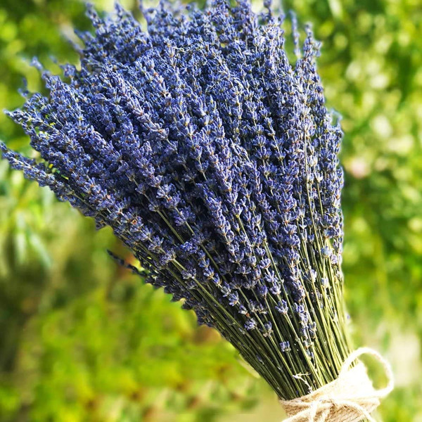 TooGet Lavender Dried Ultra Blue Bundles 400+ Stems (16" - 18" Long) for Home Decor, Crafts, Gift,Wedding or Any Occasion