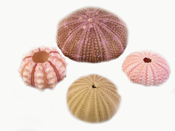 Decorative Sea Urchin Sampler: Natural Pink, Green, Sputnik and Alfonso Nautical
