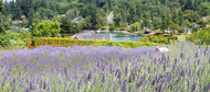 Local Travels: Why Slow Living on Vashon Island Tastes So Good