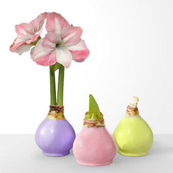 Springtime Wax Amaryllis Trio