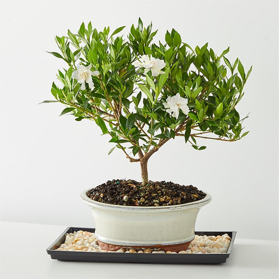 Gardenia Bonsai