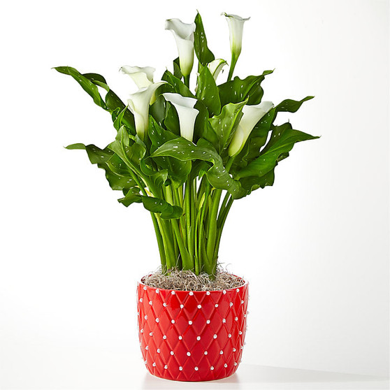 Classic White Calla Lily Plant