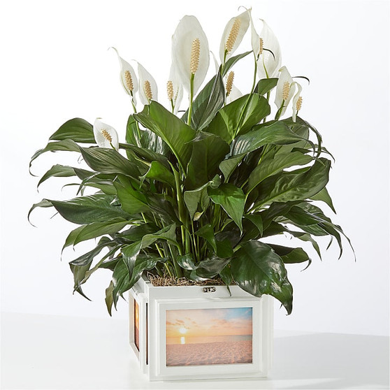 Peace Lily Keepsake Box