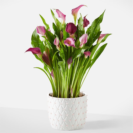 Loving Bloom Purple Calla Lily Plant