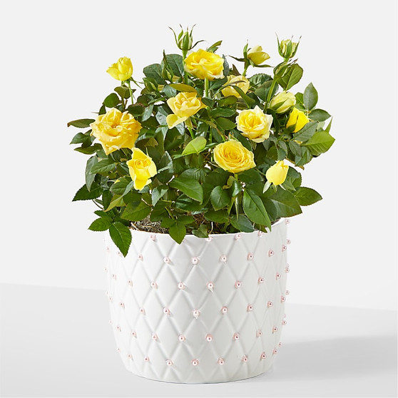 Sunshine Yellow Rose Plant