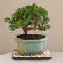 Juniper Bonsai Tree