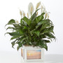 Peace Lily Keepsake Box
