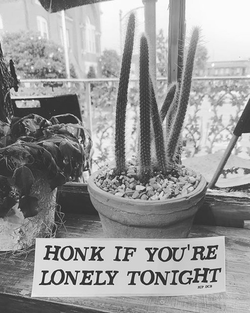 Honk If You're Lonely BUMPER STICKER