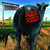 Blink 182 "Dude Ranch" LP