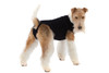 Suitical Recovery Suit for Dogs - Black - size Medium+ (plus)