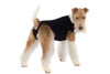 Suitical Recovery Suit for Dogs - Black - size Small+ (plus)