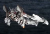 Evangelion Test Type-01 Mecha Godzilla Ver. (Godzilla VS Evangelion) (Kotobukiya Model Kit)