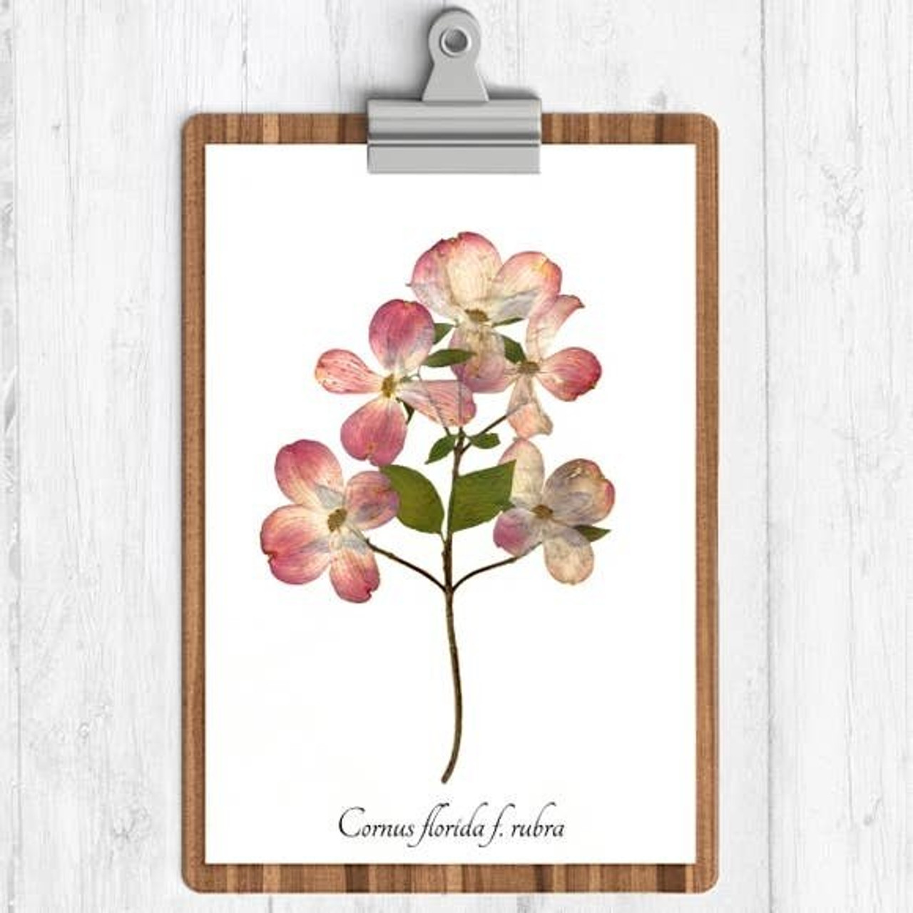 apple blossom botanical drawing