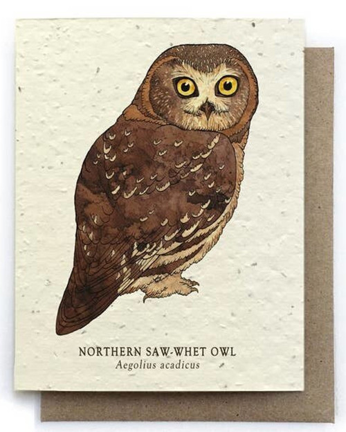 Owl Bird Greeting Card