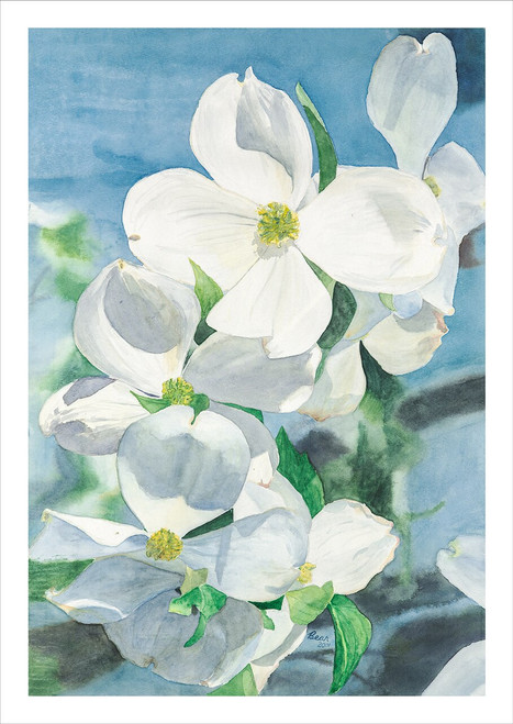 Dogwood Print by Matt Bear