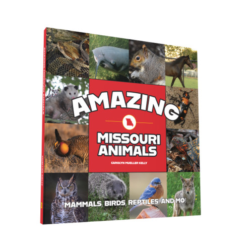 Amazing Missouri Animals